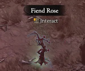 GFG Fiendrose Plants